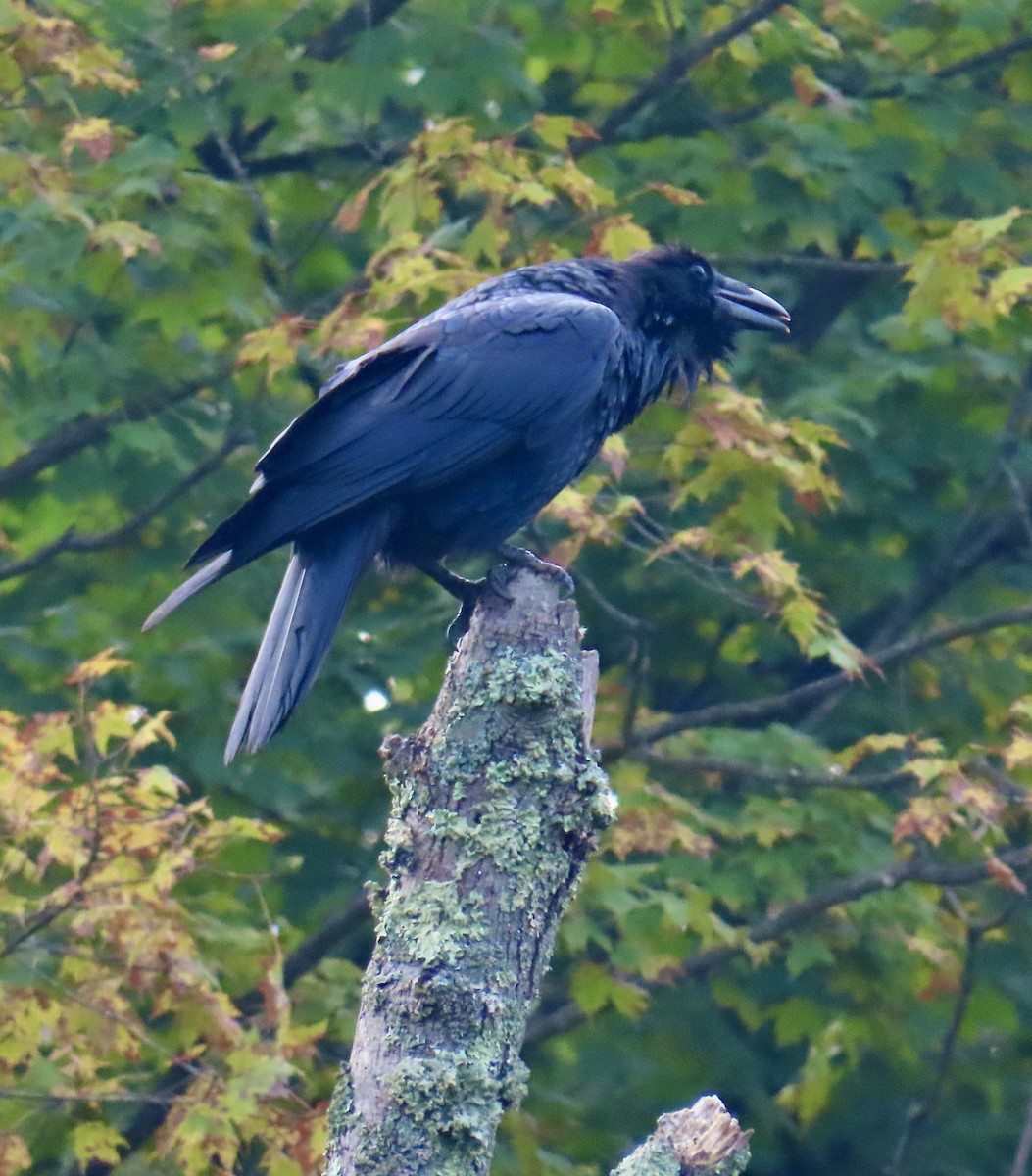 Common Raven - ML641435140