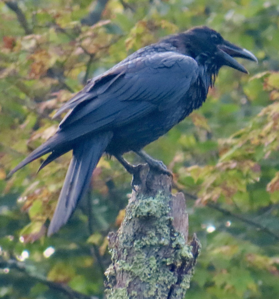 Common Raven - ML641435141