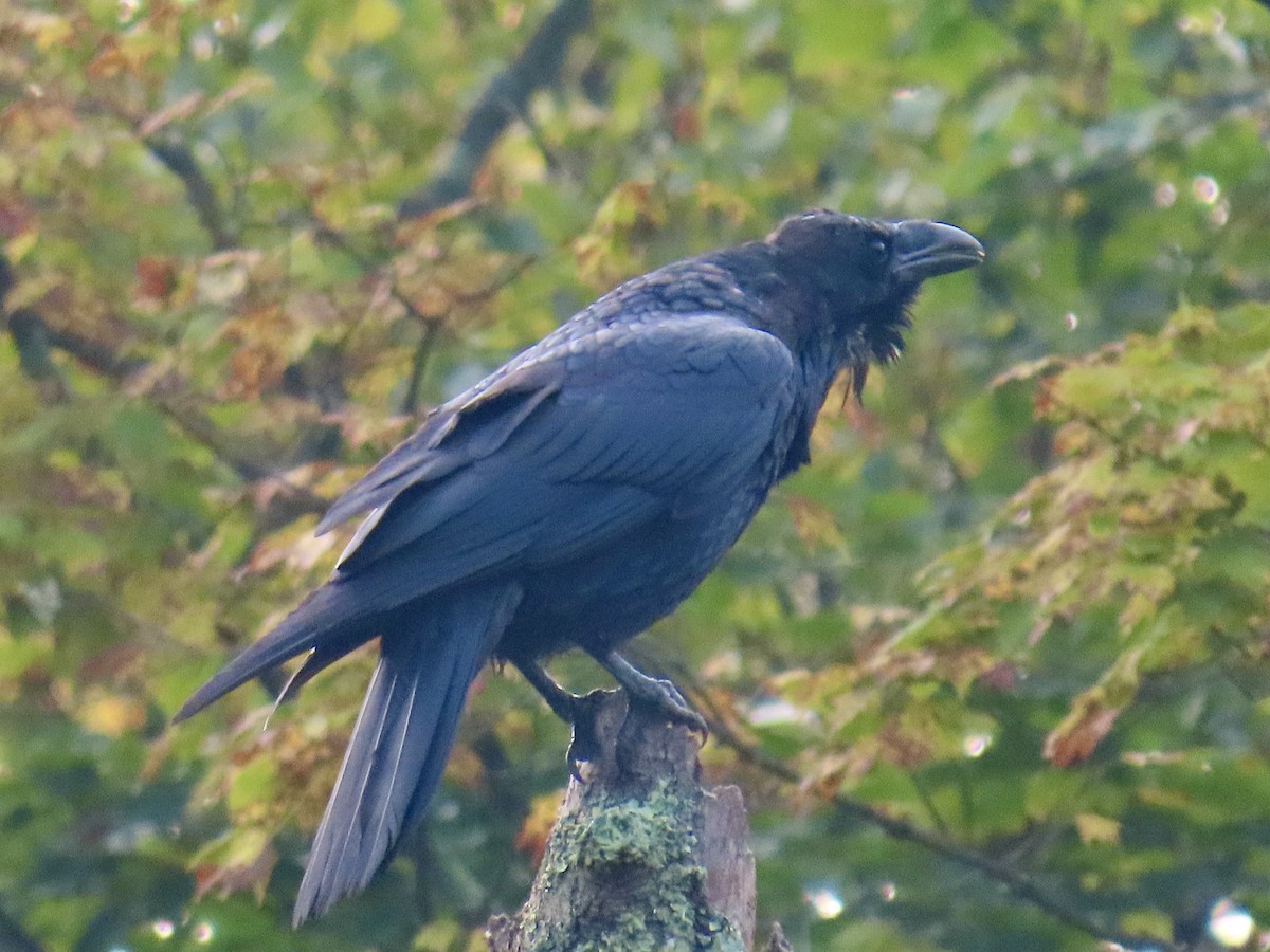 Common Raven - ML641435142