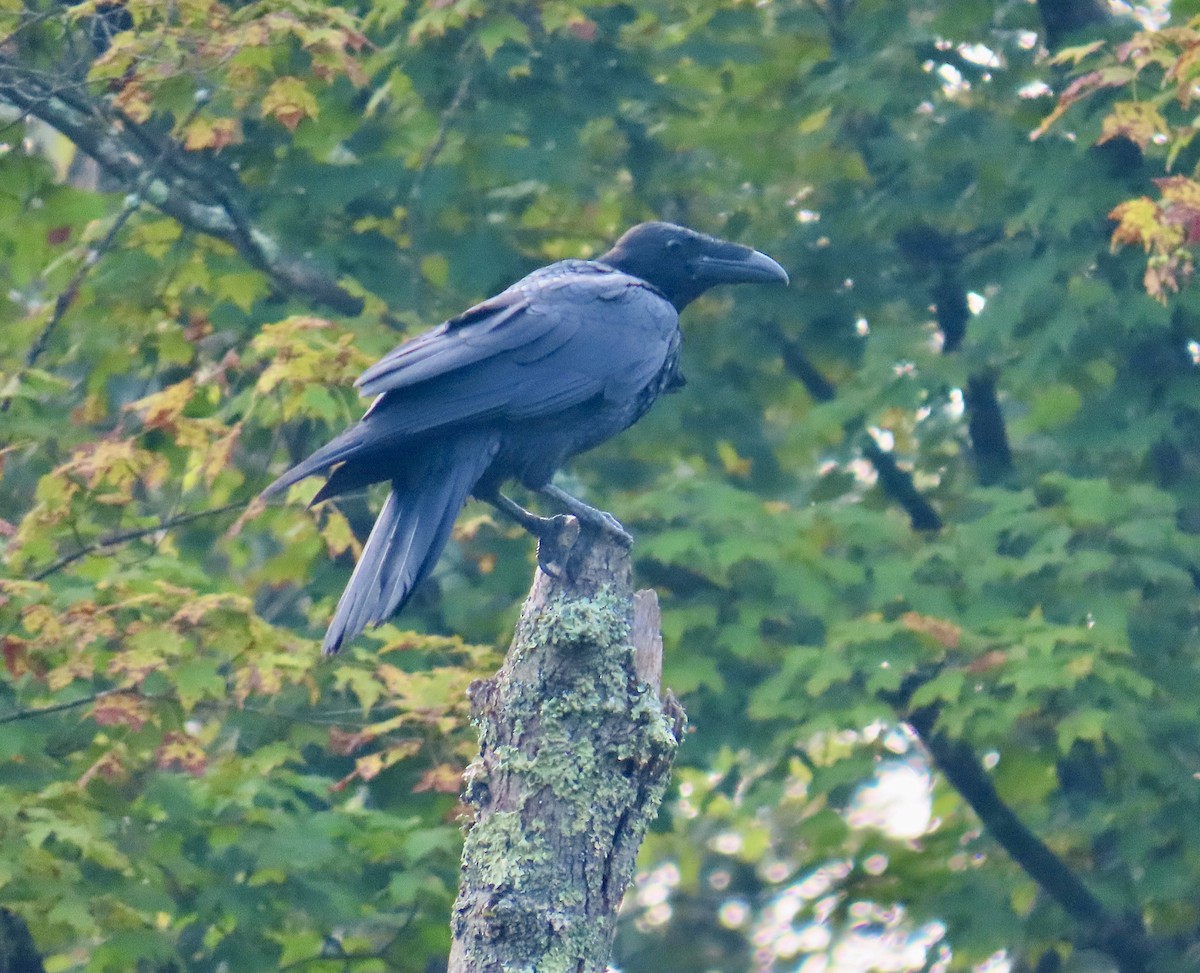Common Raven - ML641435143
