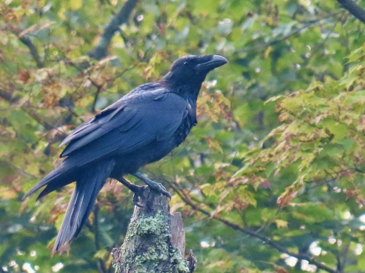 Common Raven - ML641435145