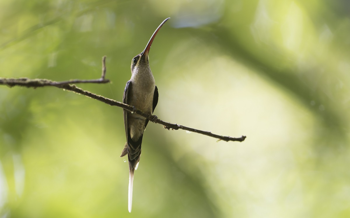 Great-billed Hermit - ML641435147
