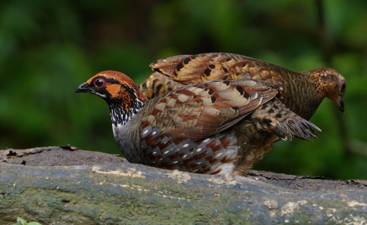 Hill Partridge - ML641435149