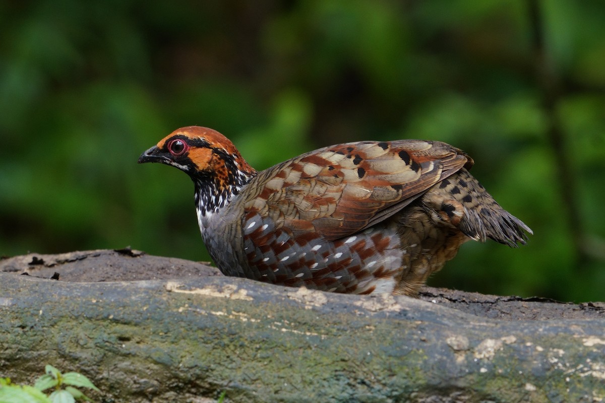 Hill Partridge - ML641435150
