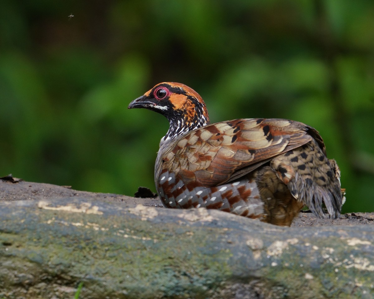Hill Partridge - ML641435151