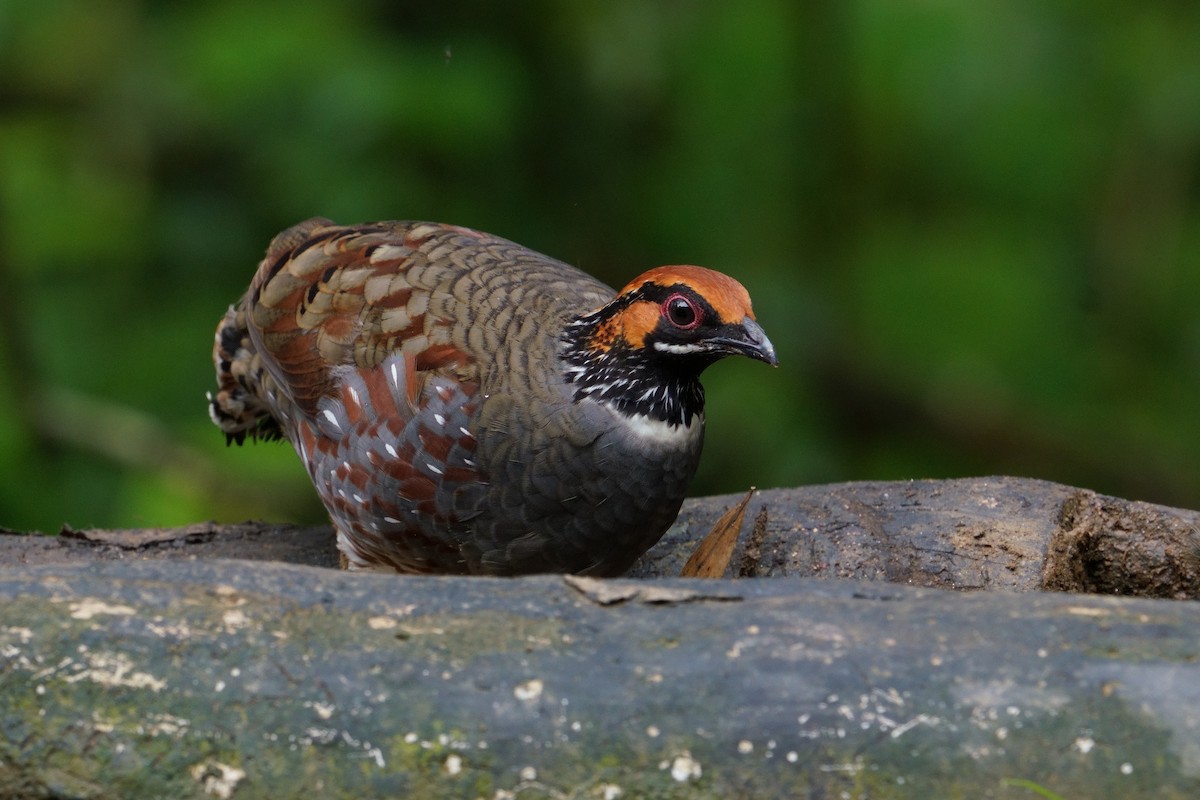 Hill Partridge - ML641435153