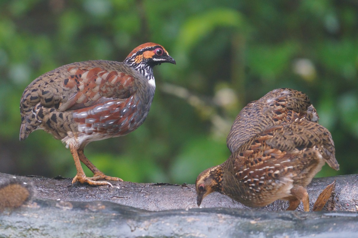 Hill Partridge - ML641435159