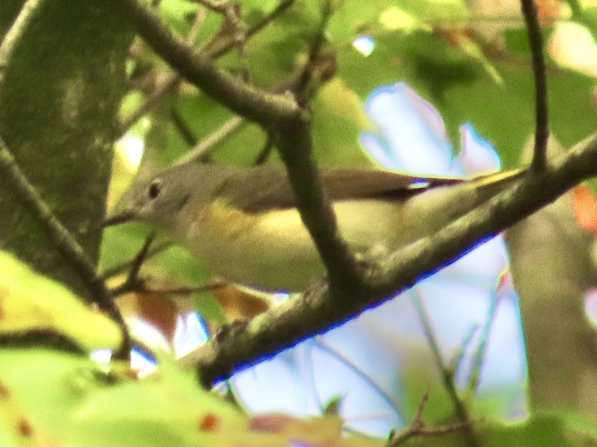 American Redstart - ML641435161