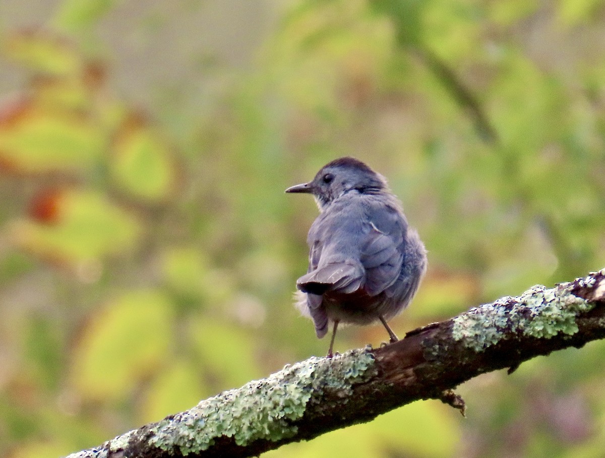 Gray Catbird - ML641435170
