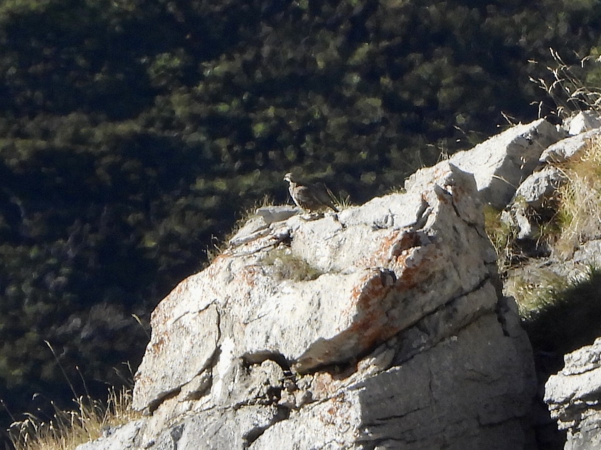 Rock Partridge - ML641435174
