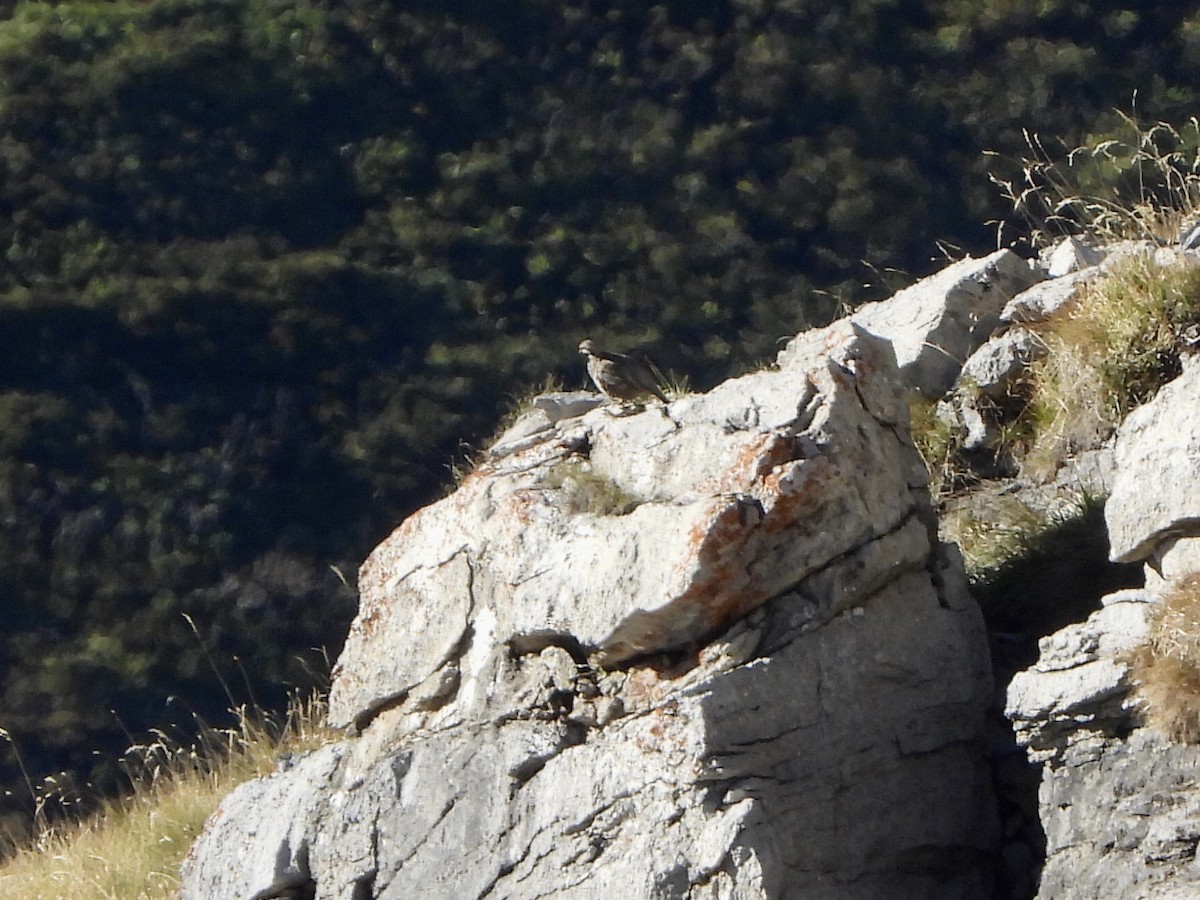 Rock Partridge - ML641435175