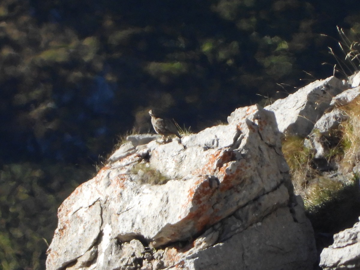 Rock Partridge - ML641435177