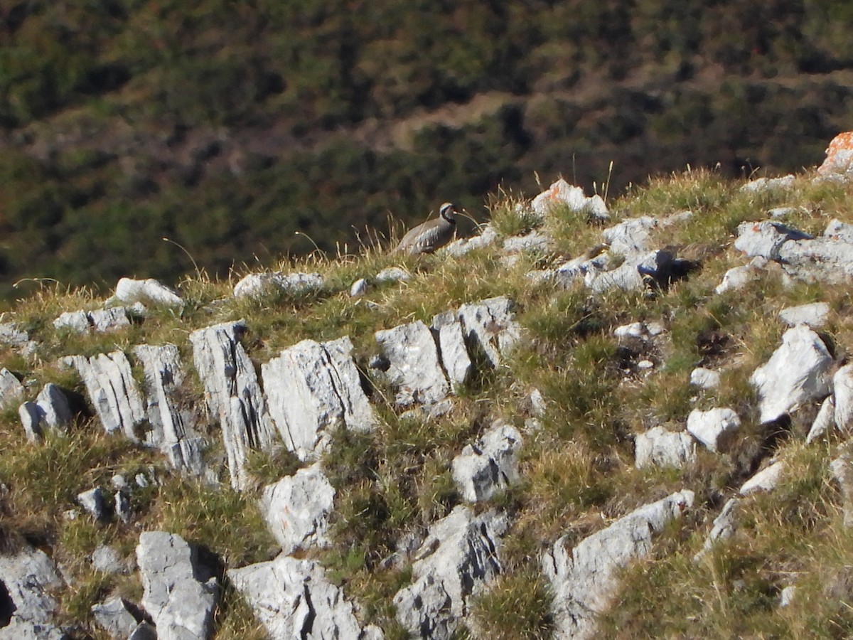Rock Partridge - ML641435178