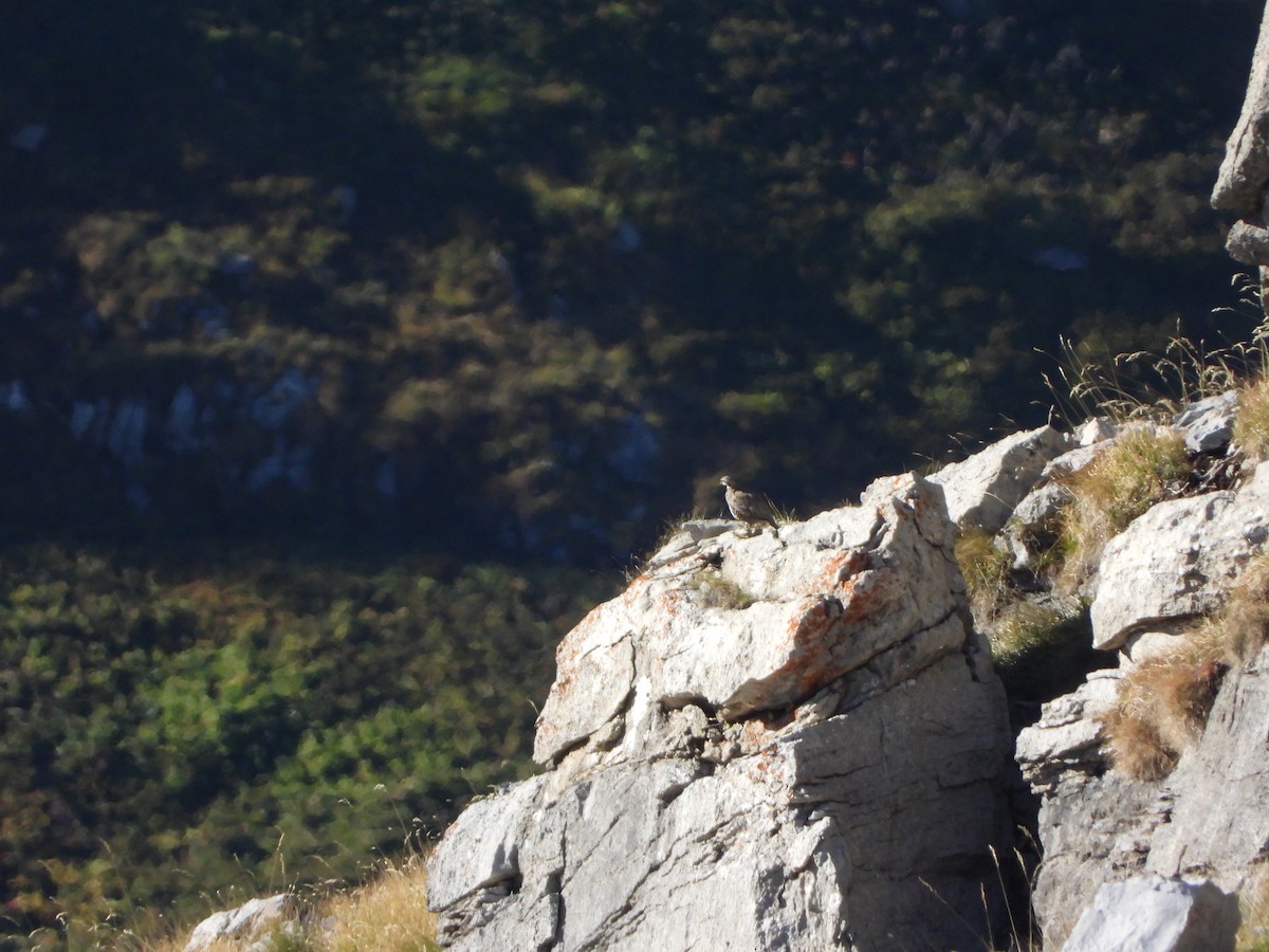 Rock Partridge - ML641435179