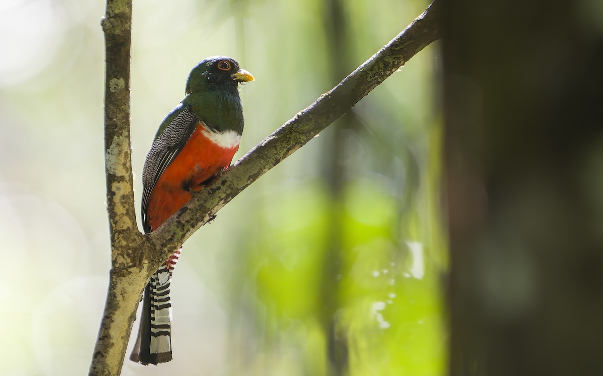 Trogon rosalba - ML641435212