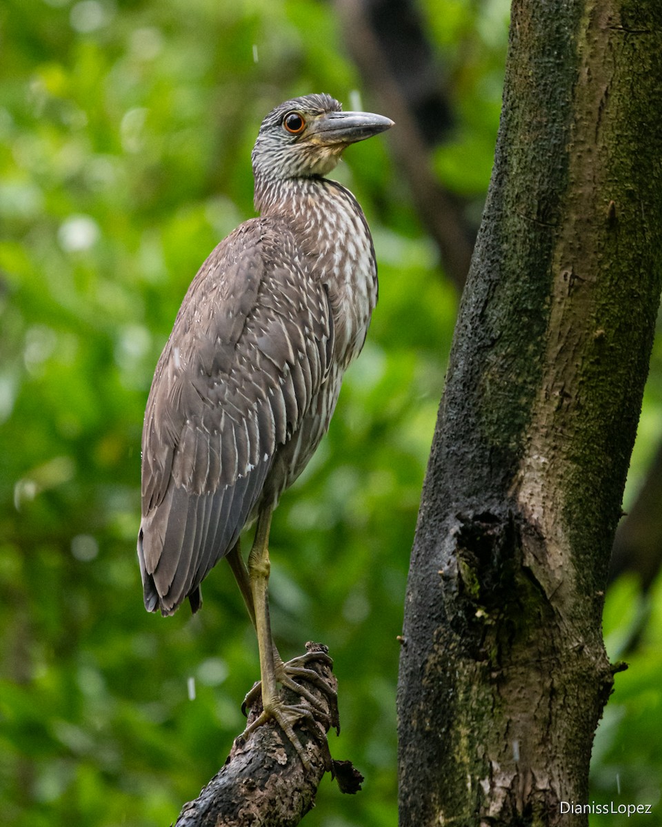 Krabbenreiher - ML641435225