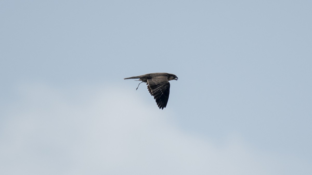 Falco laggar - ML641435258