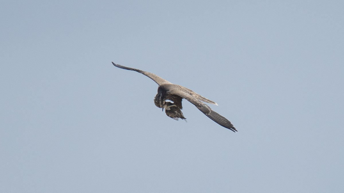 Falco laggar - ML641435259