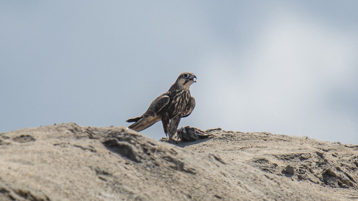 Falco laggar - ML641435260
