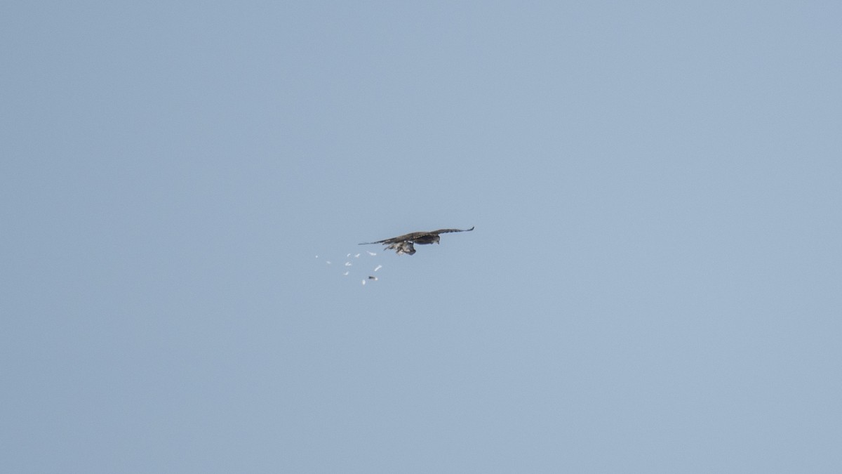 Falco laggar - ML641435261