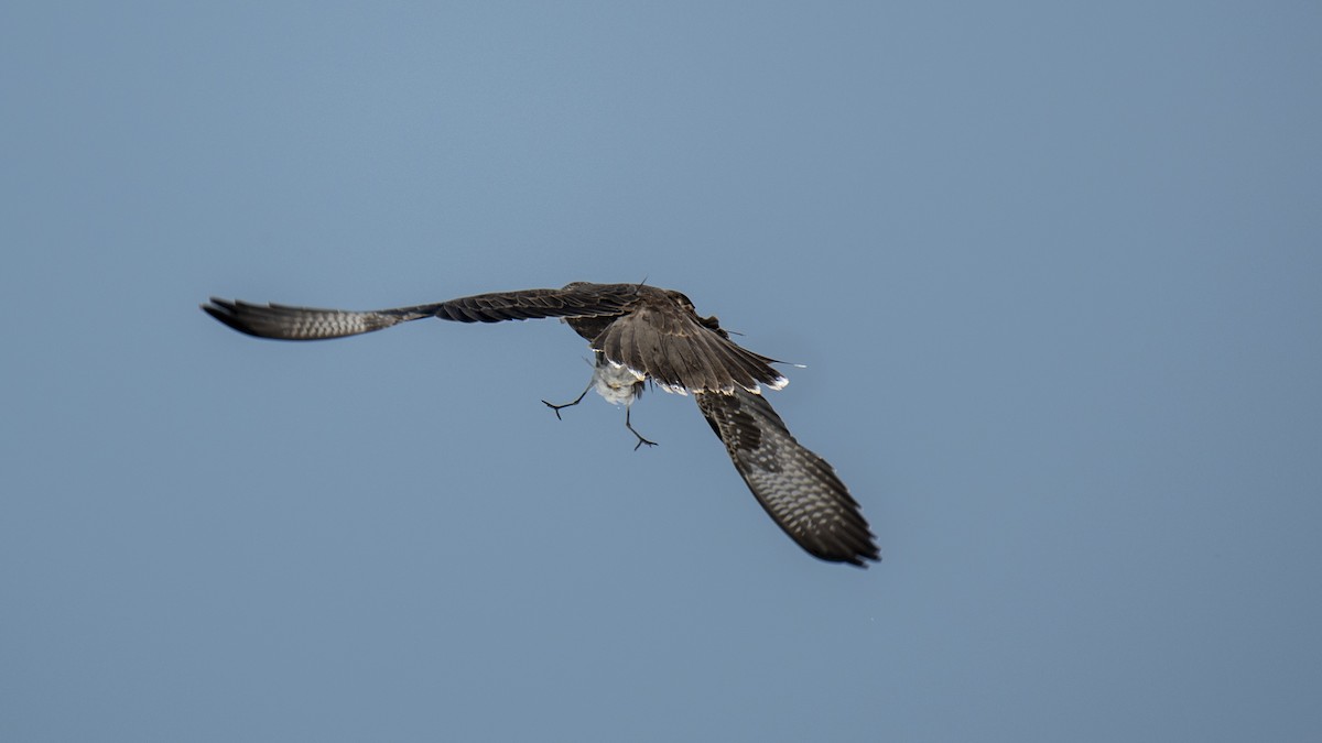 Falco laggar - ML641435262