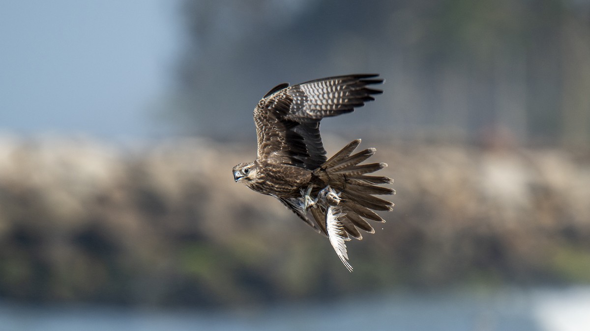 Falco laggar - ML641435264