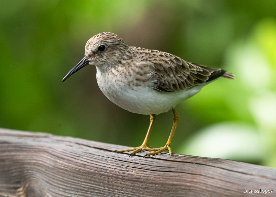 Wiesenstrandläufer - ML641435281