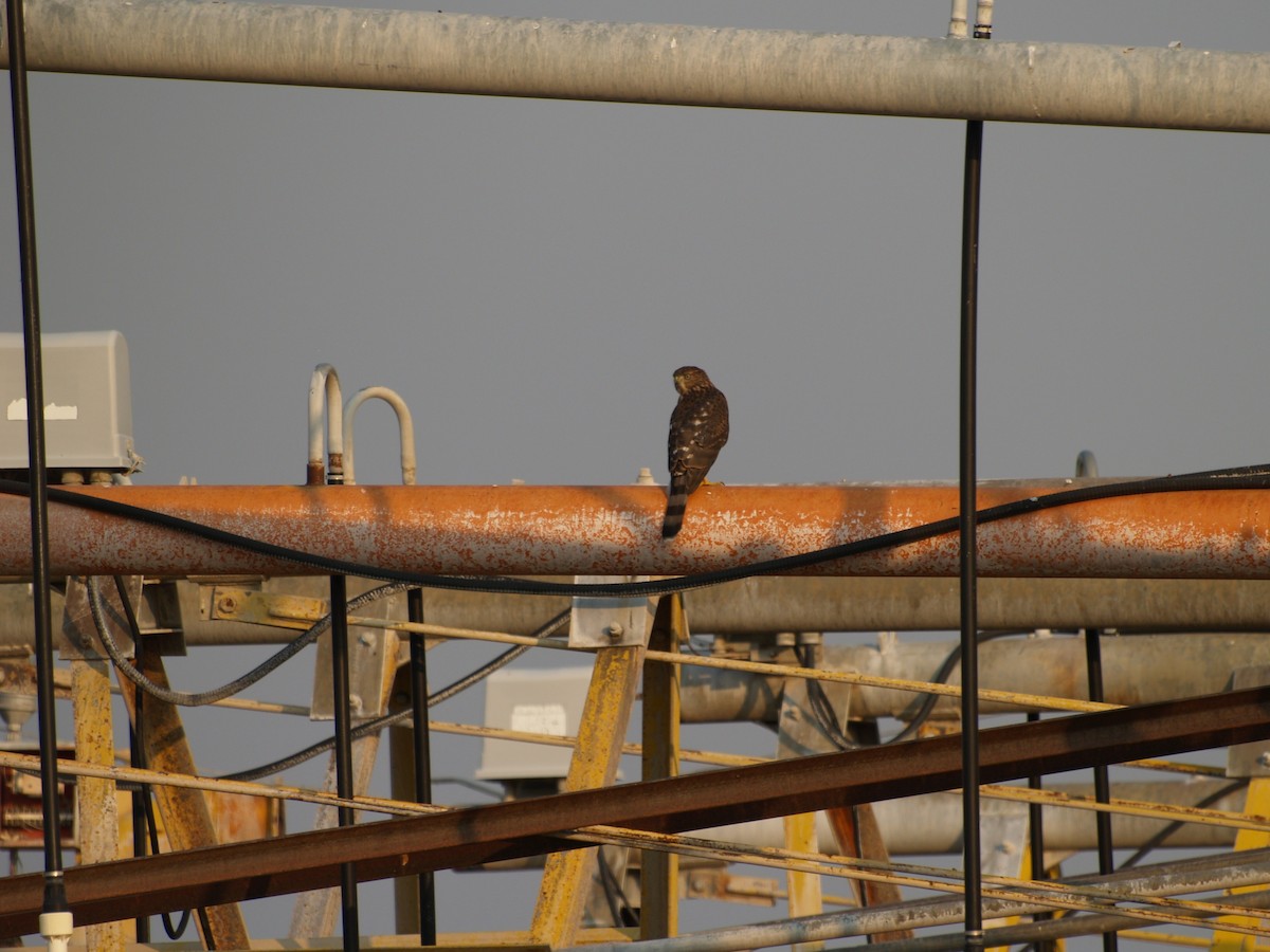 Cooper's Hawk - ML641435300