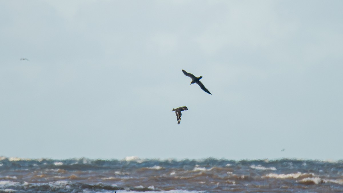 White-chinned Petrel - ML641435305