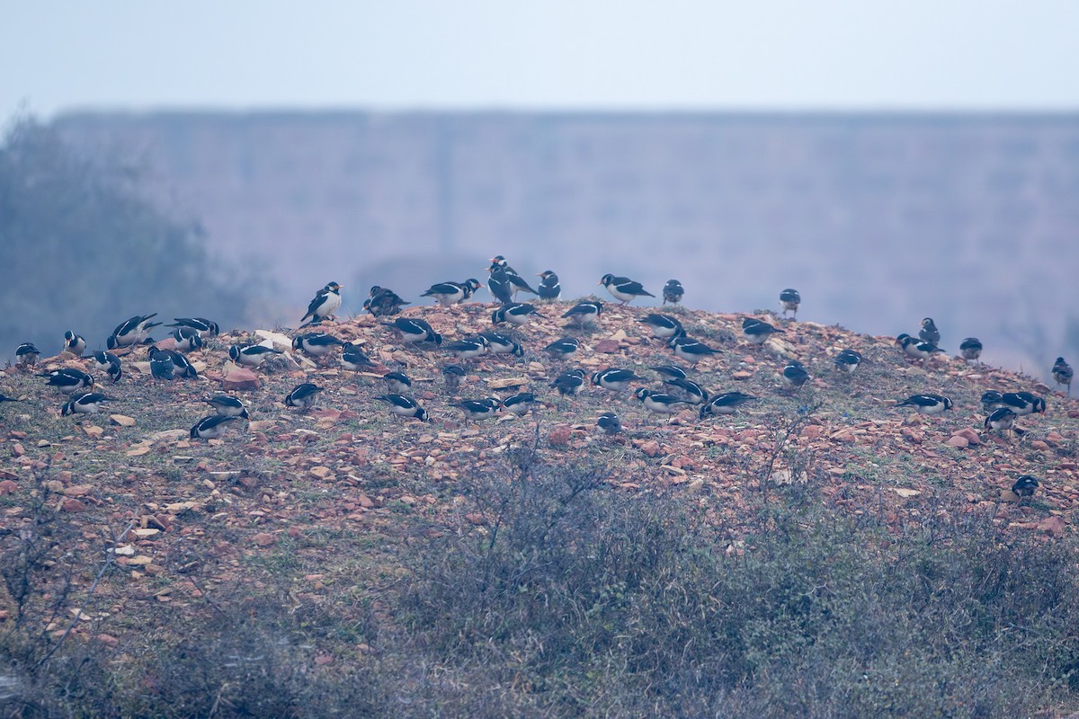 Indian Pied Starling - ML641435315