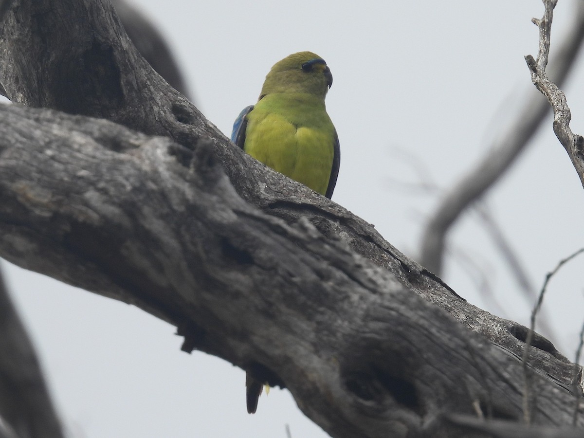 Elegant Parrot - ML641435356
