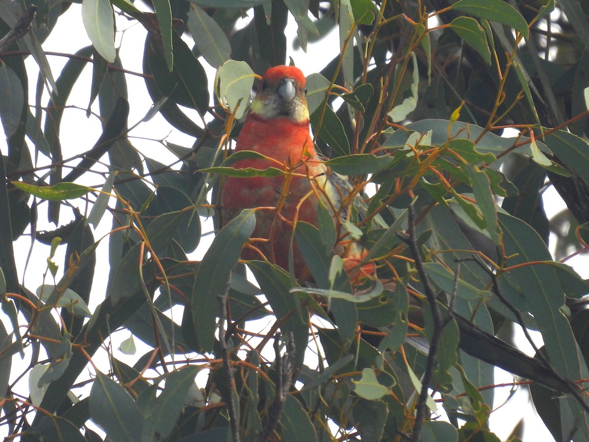 Western Rosella - ML641435371