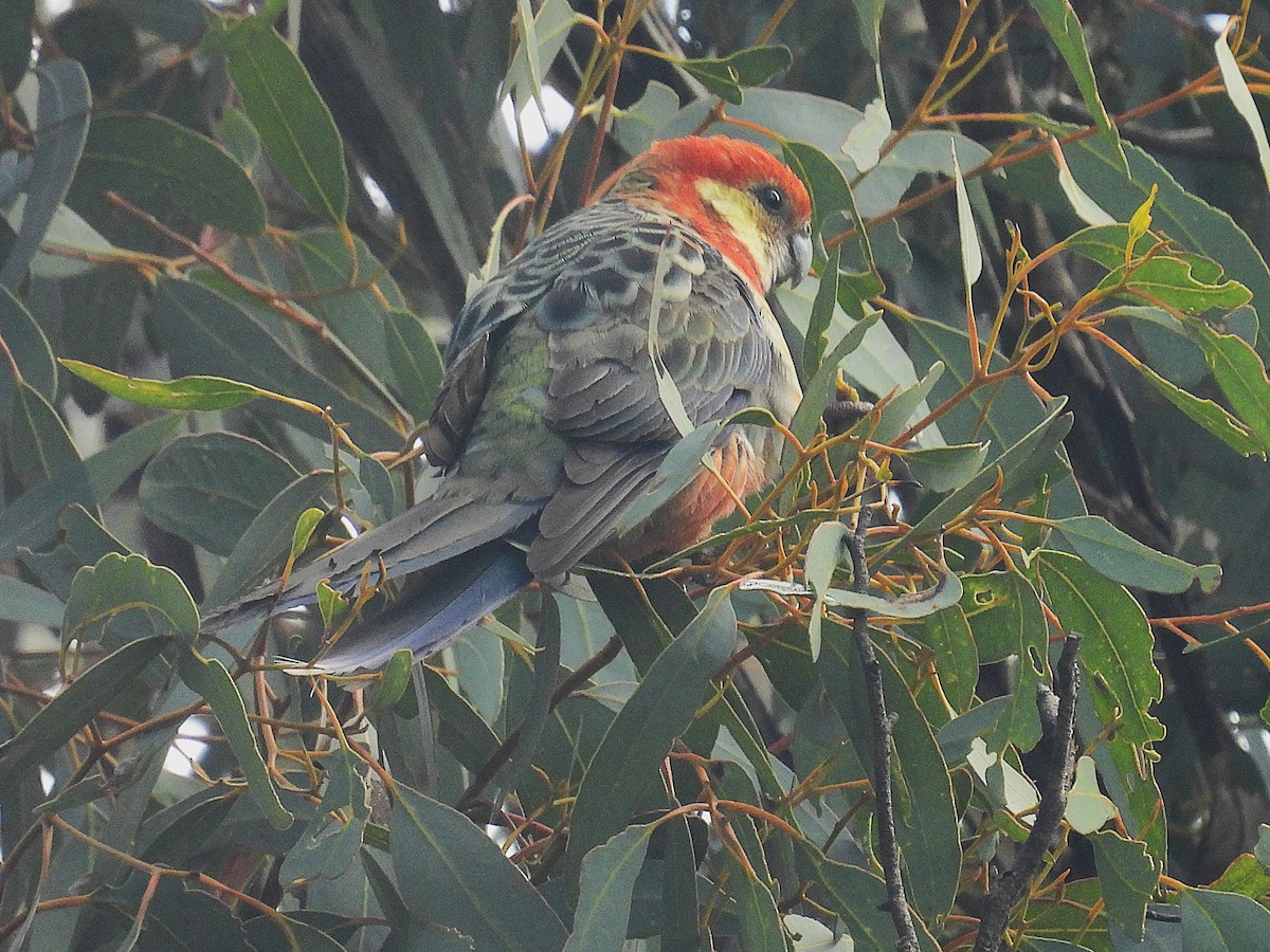 Western Rosella - ML641435375