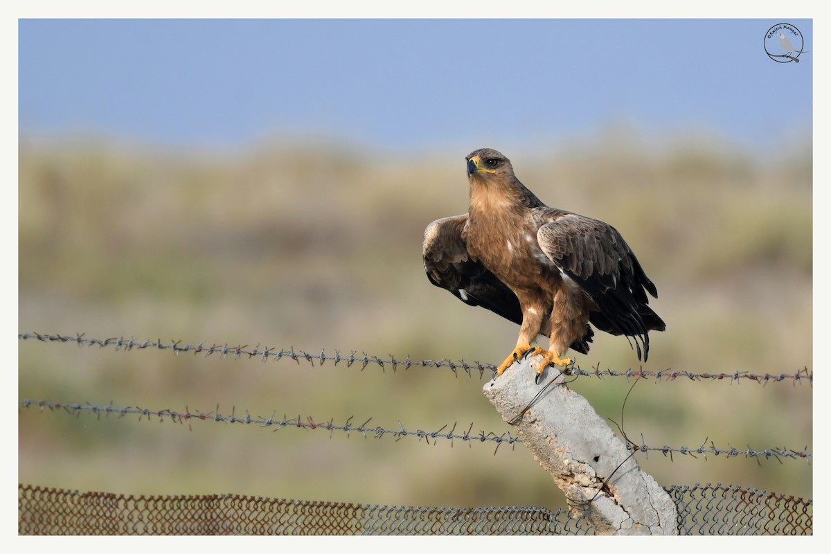 Aigle ravisseur - ML641435393