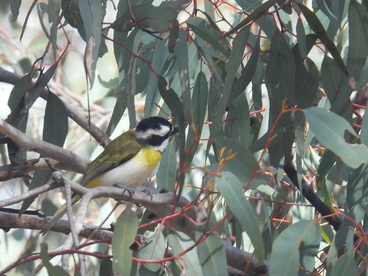 Western Shrike-tit - ML641435412