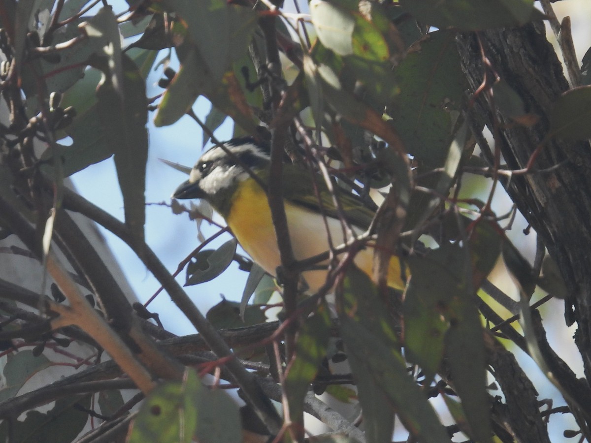 Western Shrike-tit - ML641435413