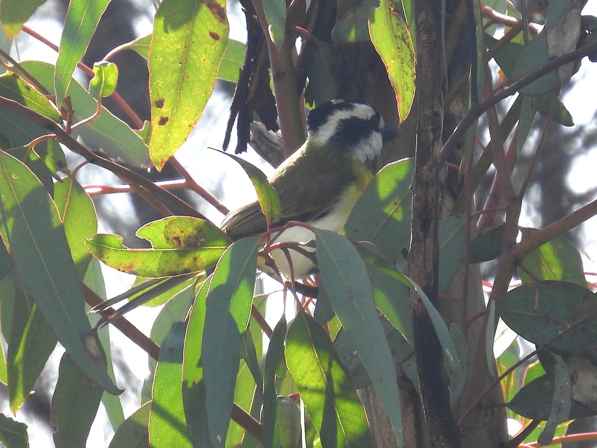 Western Shrike-tit - ML641435414