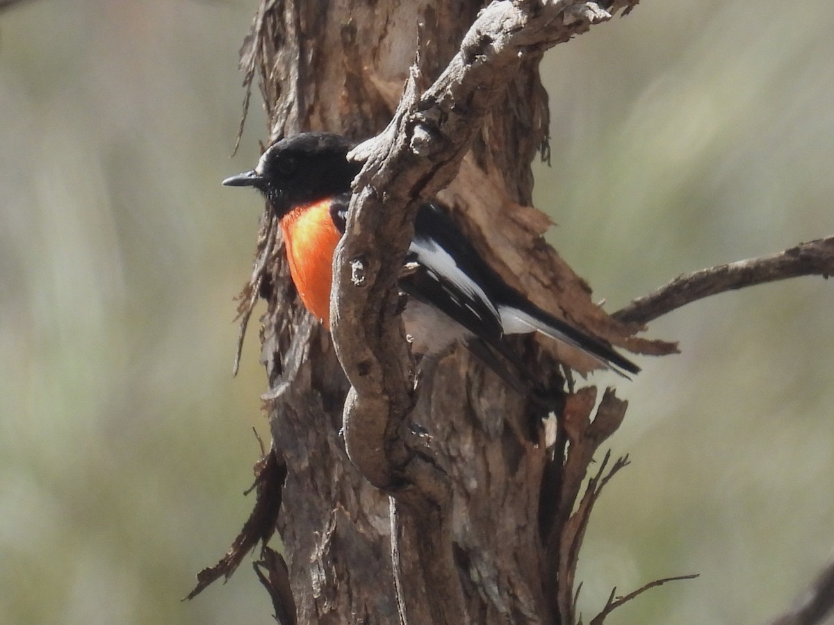 Scarlet Robin - ML641435426