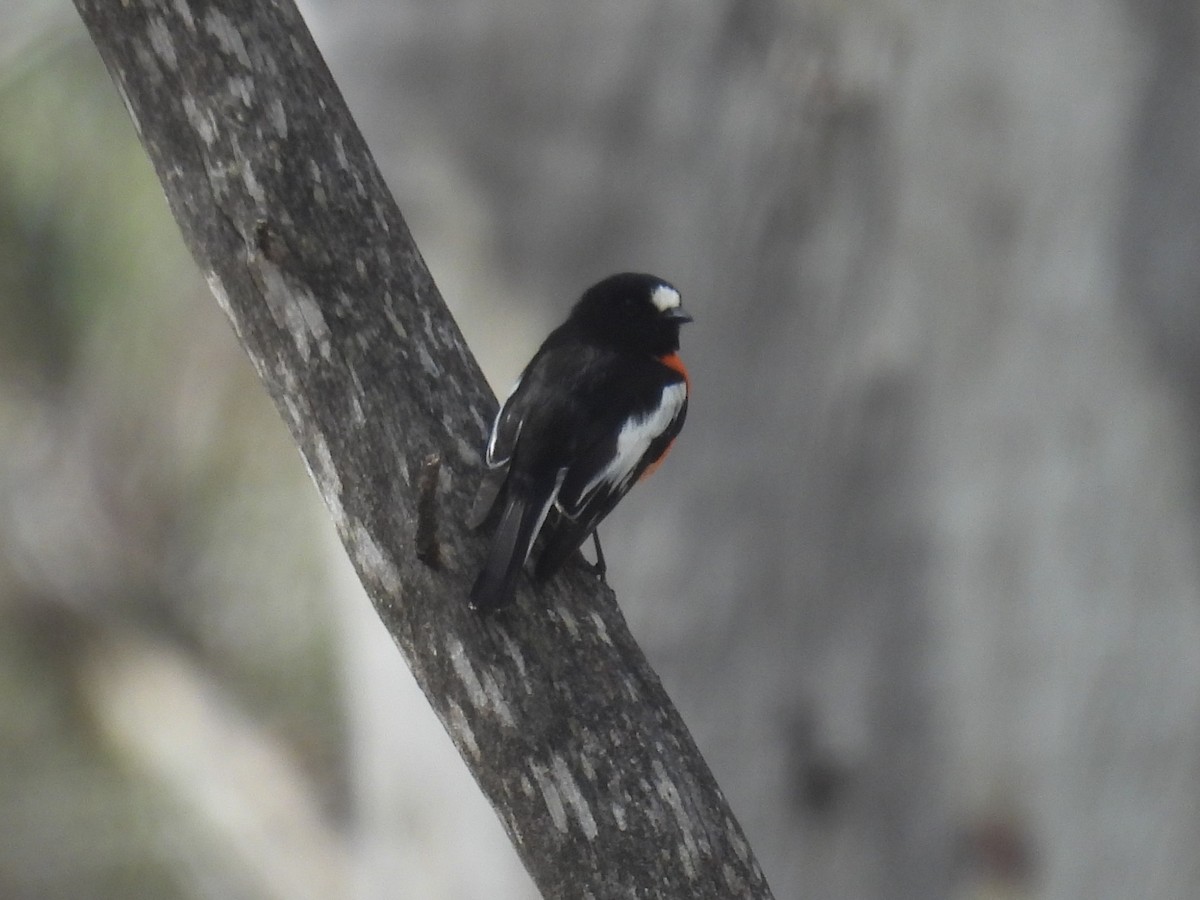 Scarlet Robin - ML641435427