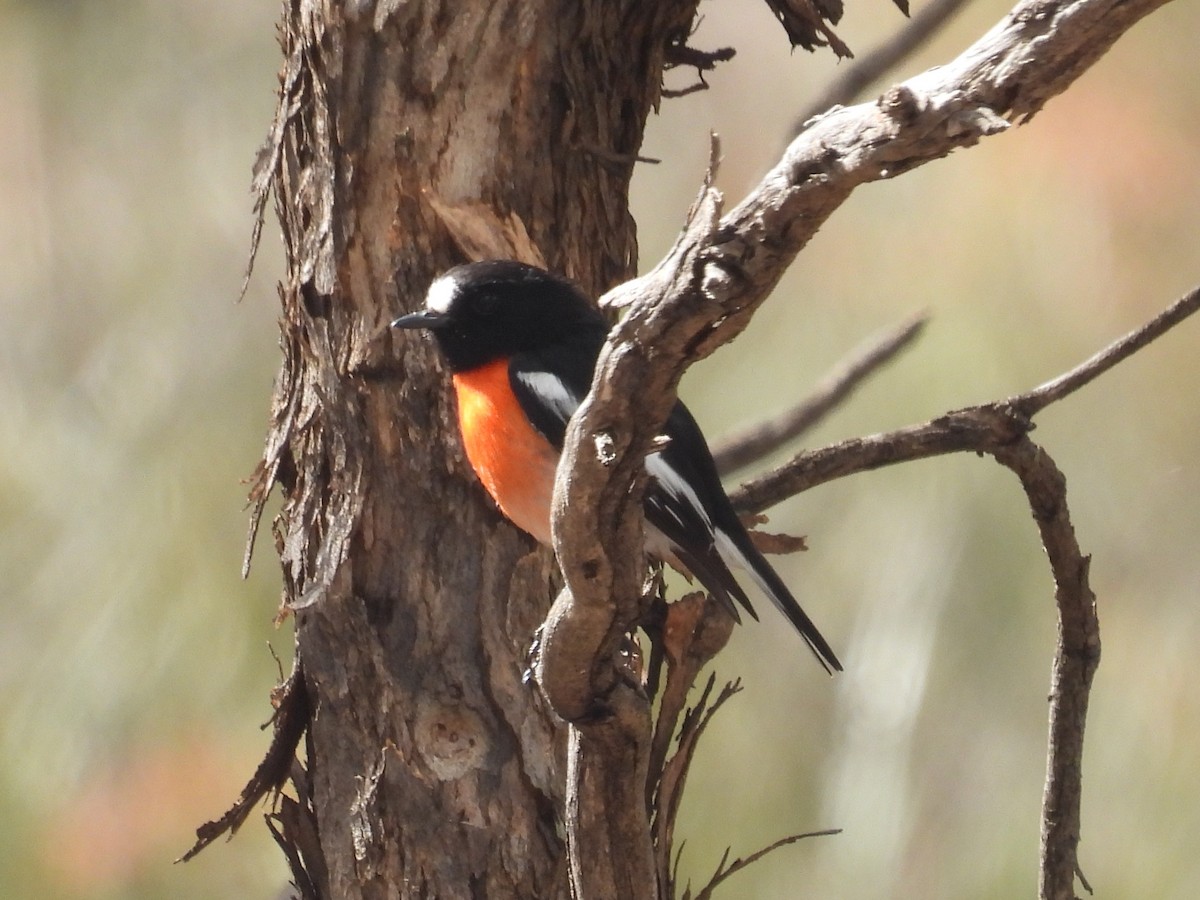 Scarlet Robin - ML641435429
