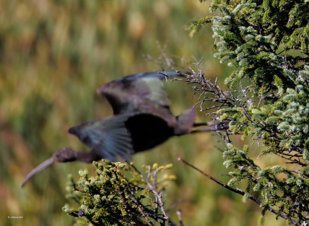 Ibis falcinelle - ML641435442