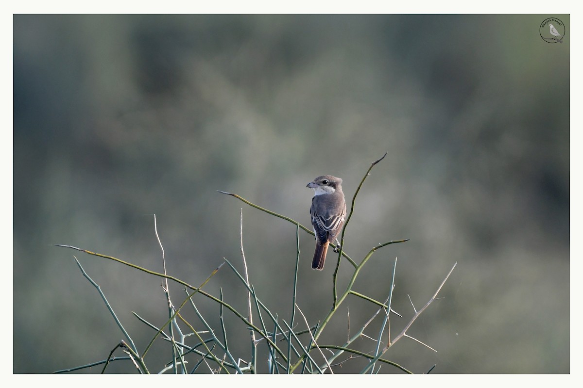 Сорокопуд горихвістковий - ML641435444