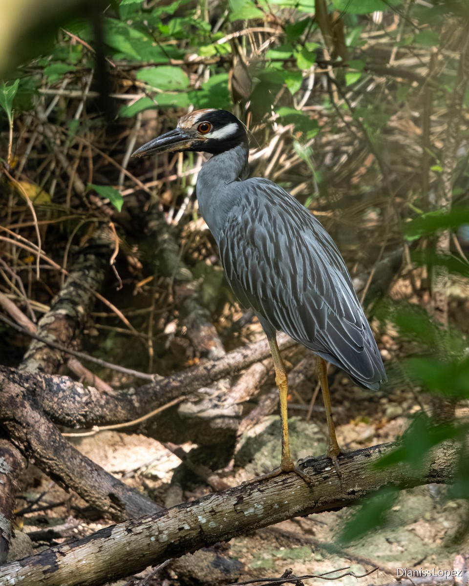 Krabbenreiher - ML641435446