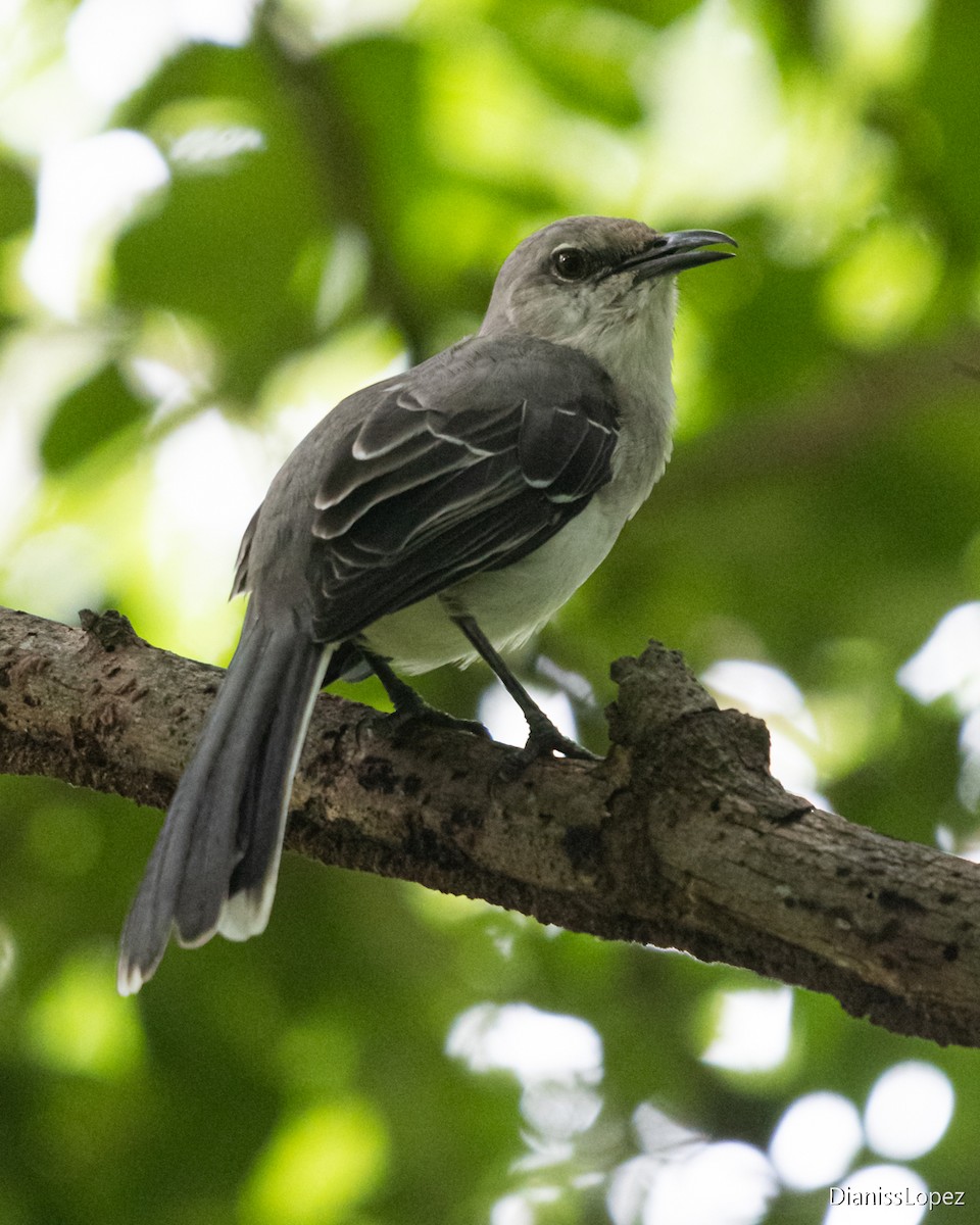 Tropical Mockingbird (San Andres) - ML641435471