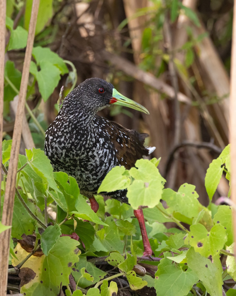 Spotted Rail - ML641435475
