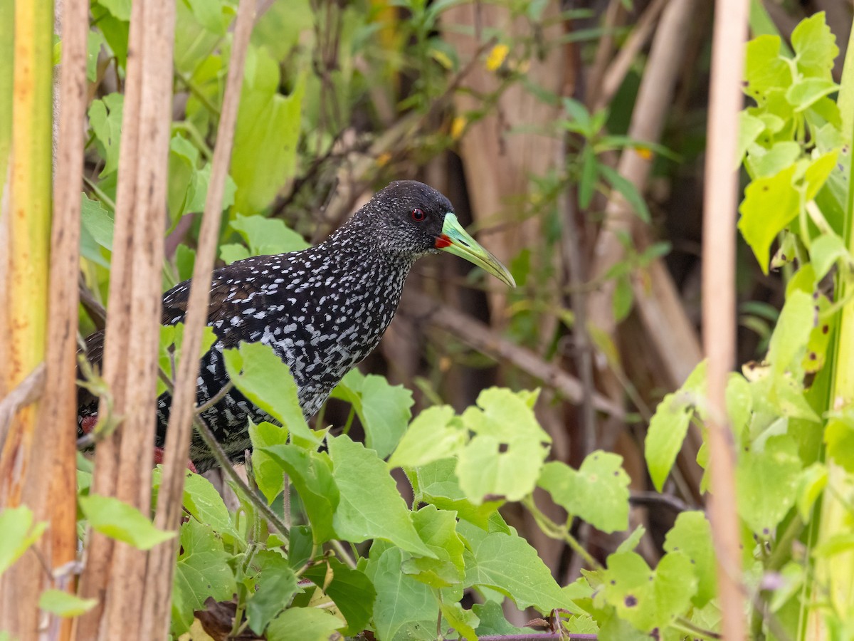 Spotted Rail - ML641435476