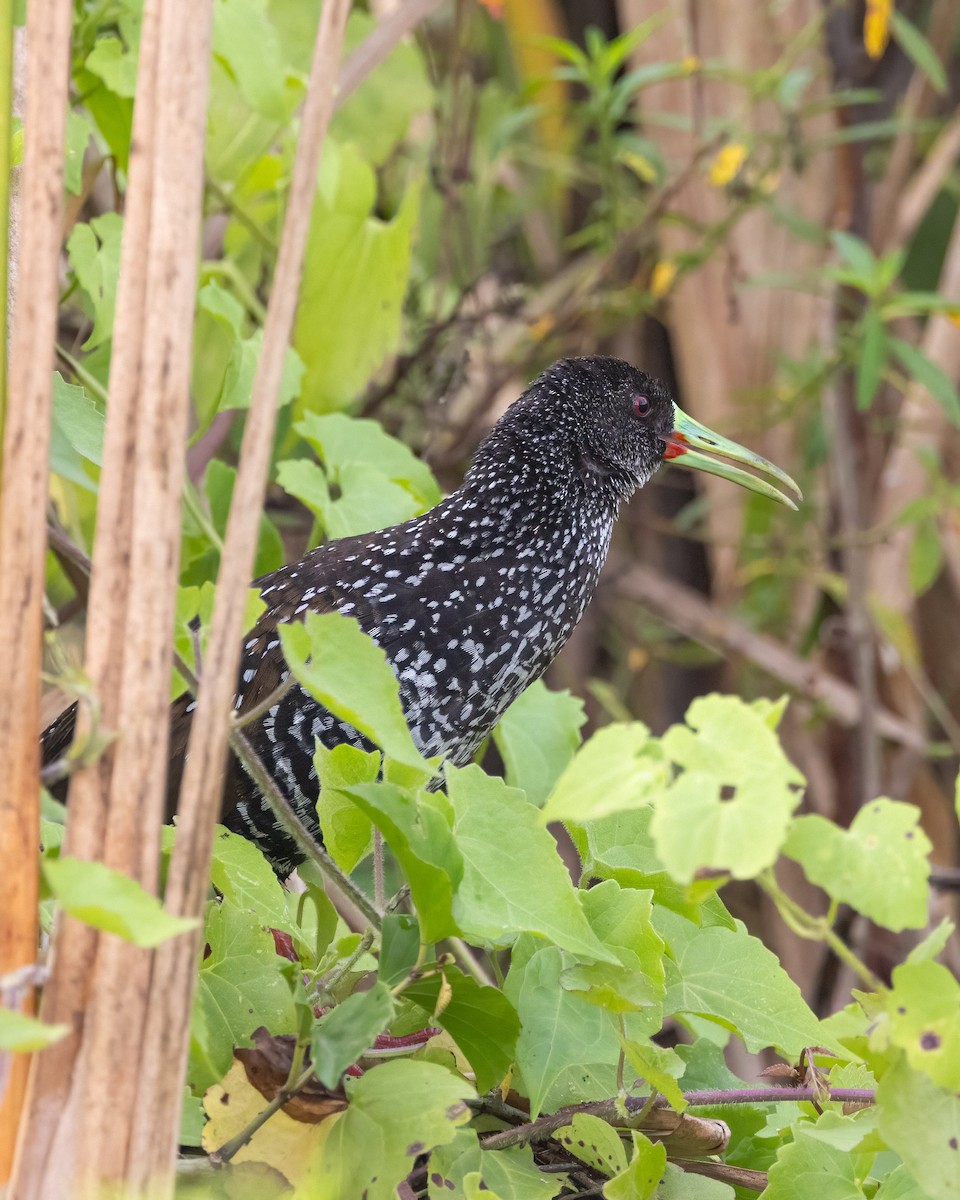 Spotted Rail - ML641435477
