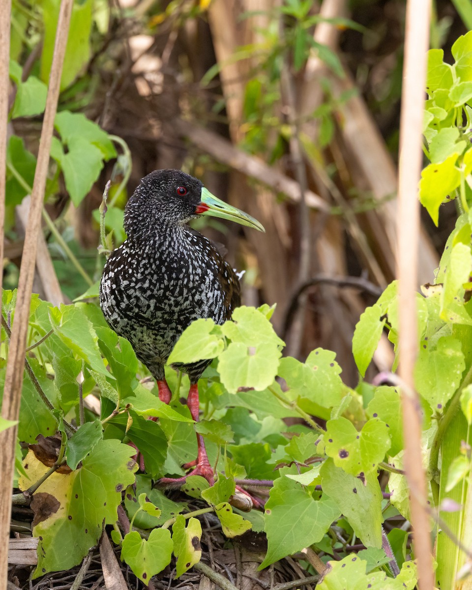 Spotted Rail - ML641435478