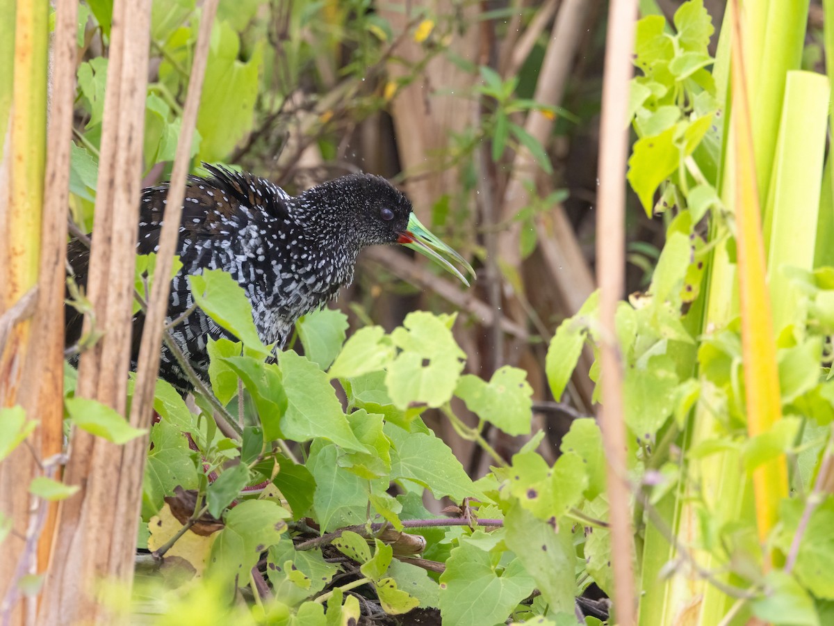 Spotted Rail - ML641435479