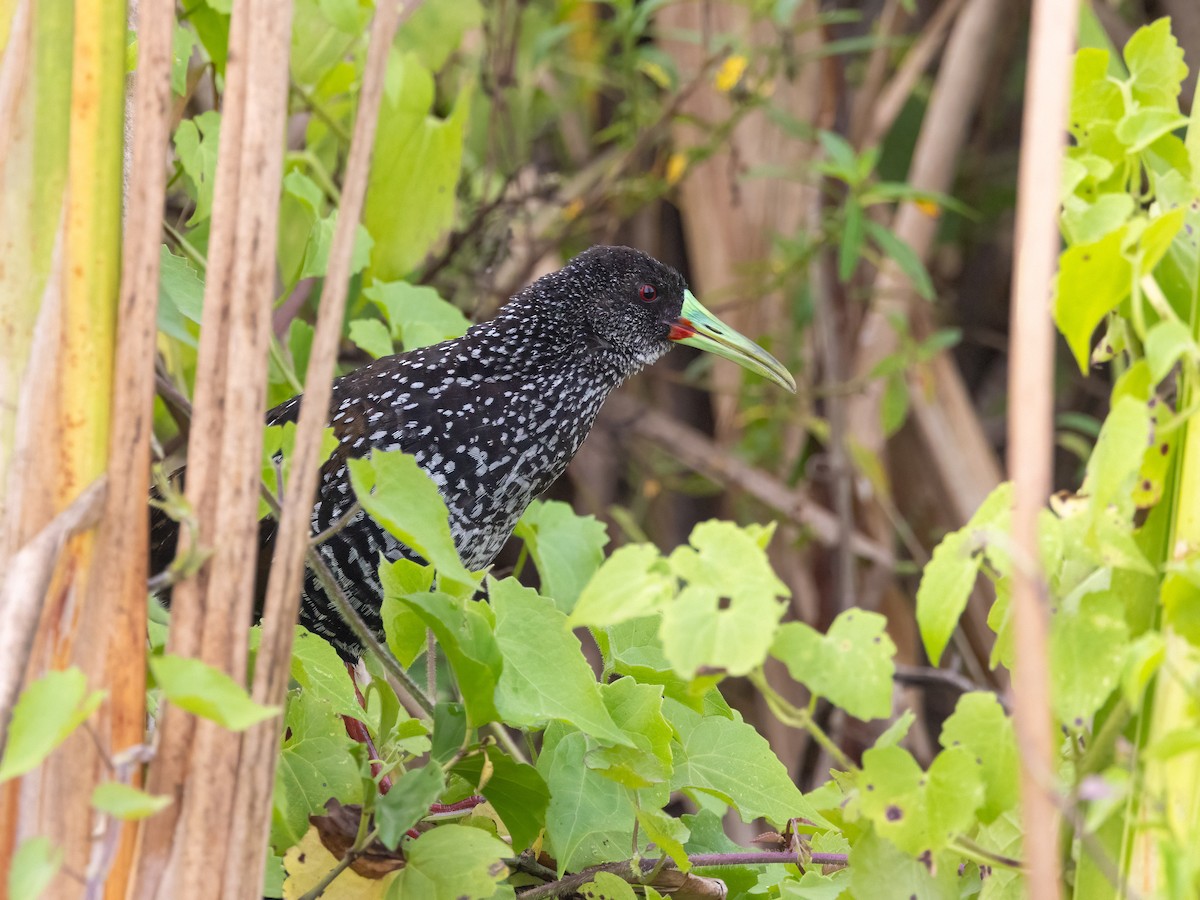 Spotted Rail - ML641435480